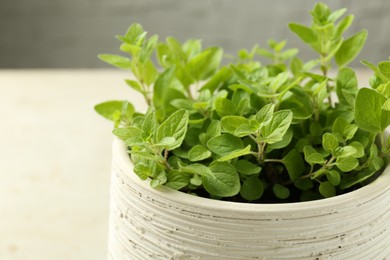 Aromatic potted oregano on light marble table, closeup