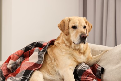 Photo of Cute Labrador Retriever with plaid on sofa at home