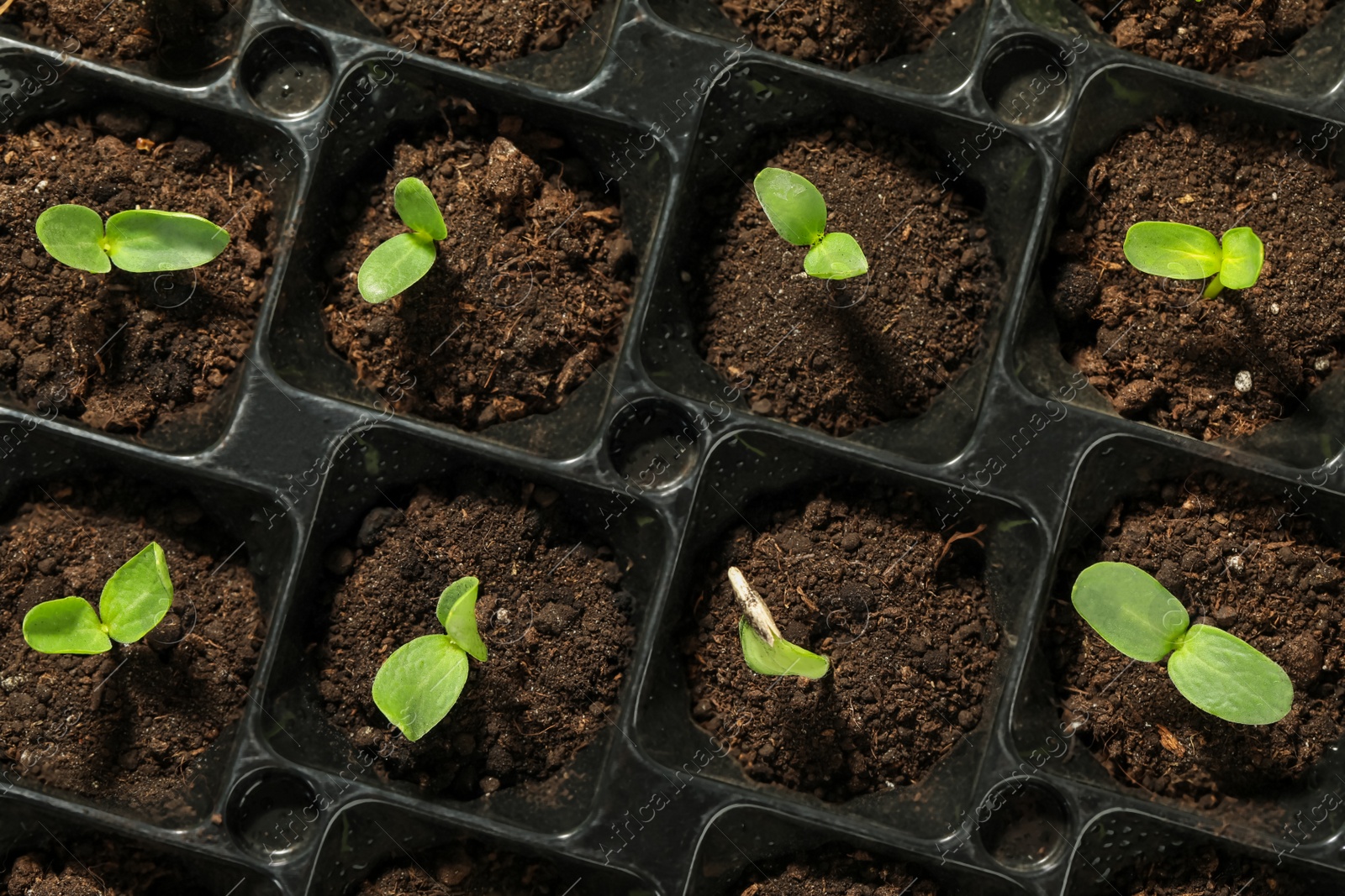 Photo of Seedling tray with young vegetable sprouts, top view