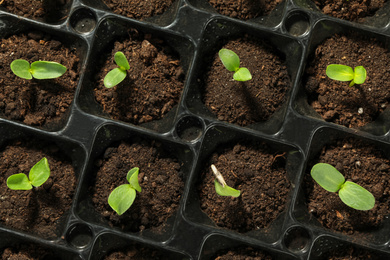 Seedling tray with young vegetable sprouts, top view