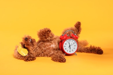 Cute Maltipoo dog with sleep mask and alarm clock resting on orange background