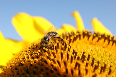 Photo of Honeybee collecting nectar from sunflower against light blue sky, closeup