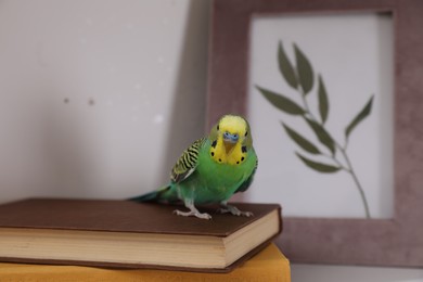 Photo of Beautiful green parrot on books indoors. Cute pet