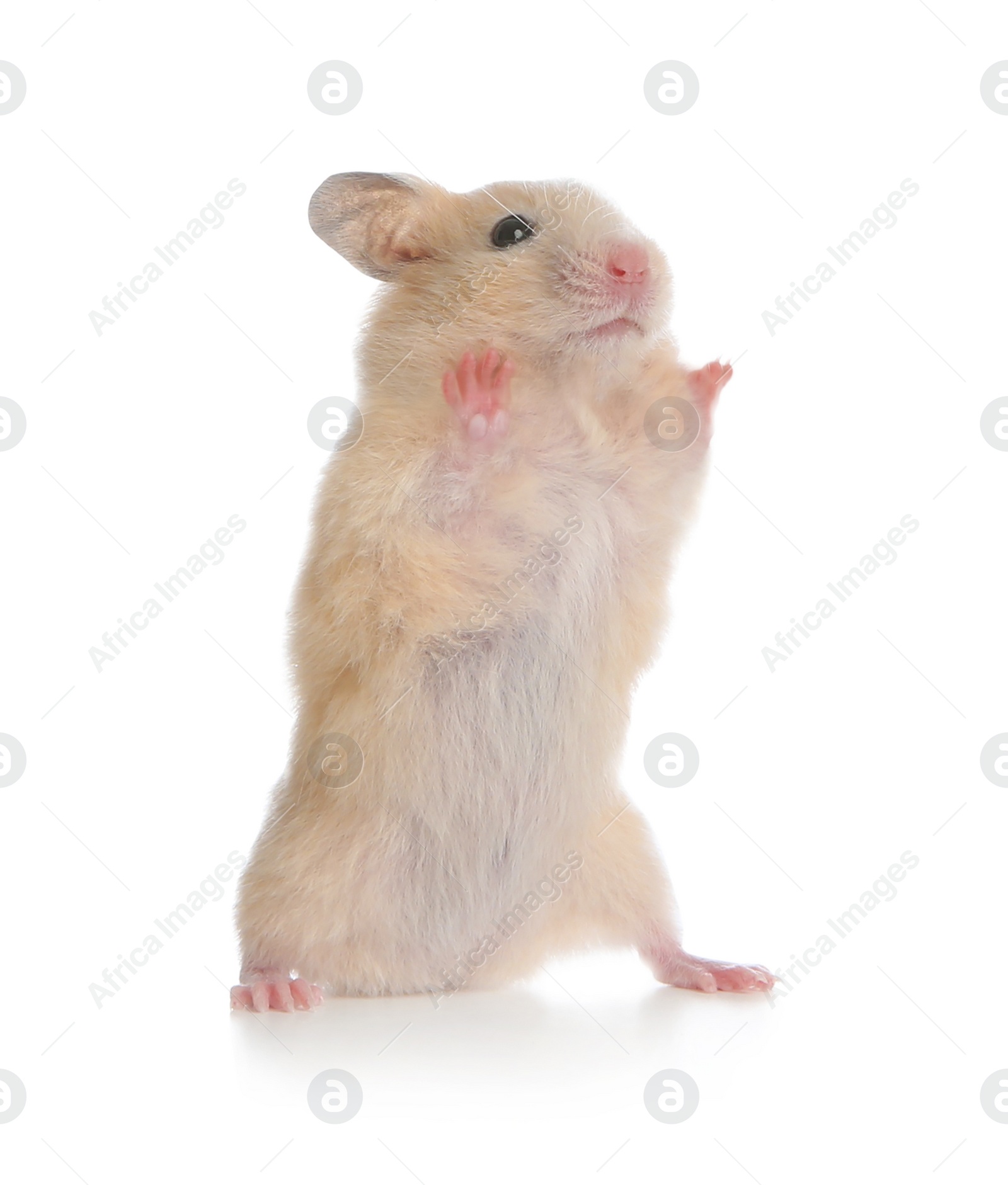 Photo of Adorable Syrian hamster on white background. Small pet