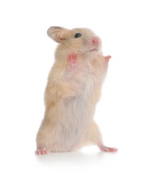 Photo of Adorable Syrian hamster on white background. Small pet