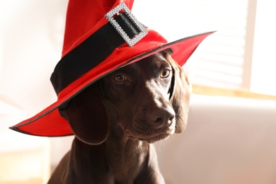 Photo of Adorable German Shorthaired Pointer dog in witch hat indoors, closeup. Halloween costume for pet