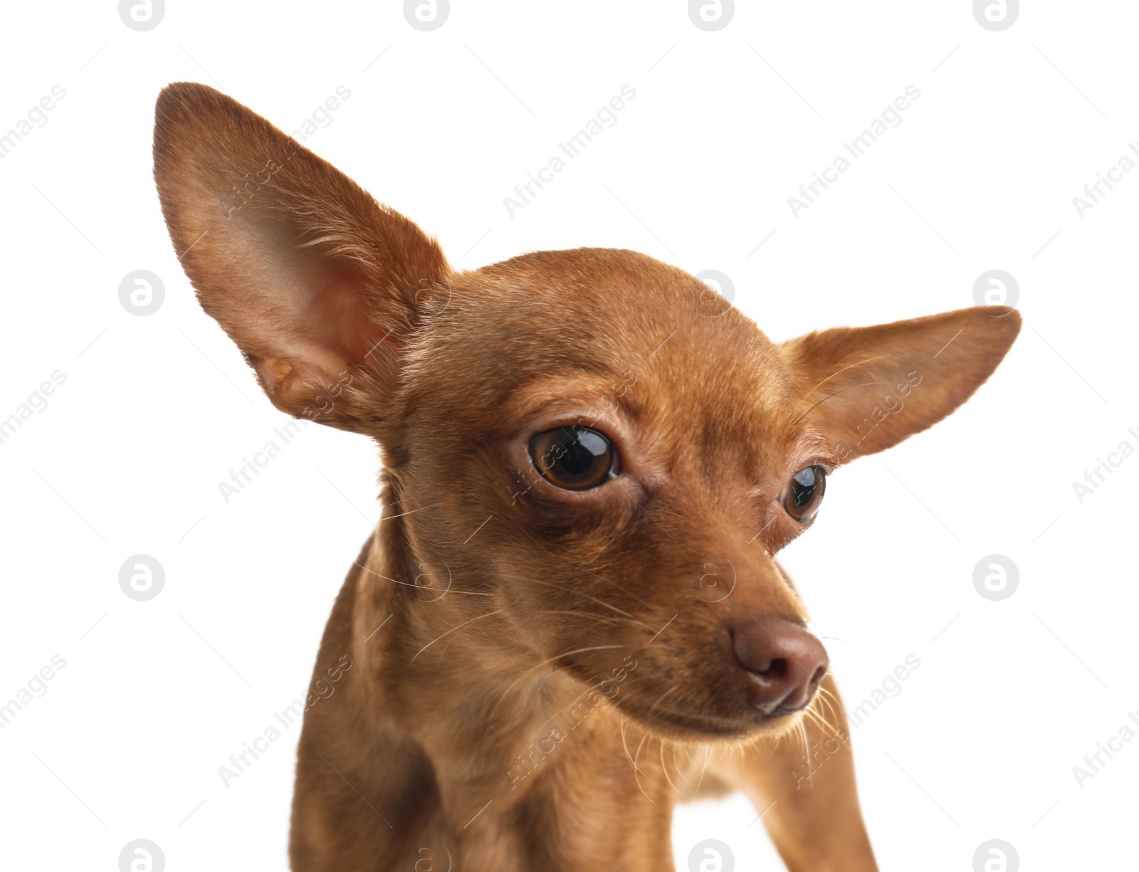 Photo of Cute toy terrier isolated on white. Domestic dog