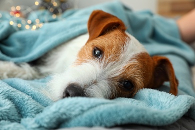 Photo of Cute Jack Russell Terrier dog on warm blanket indoors. Cozy winter
