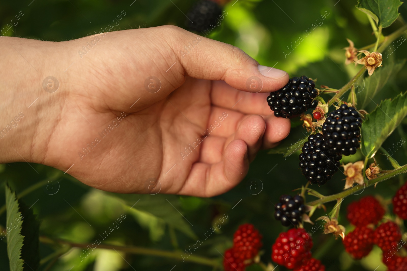 Photo of Woman picking ripe blackberries from bush outdoors, closeup