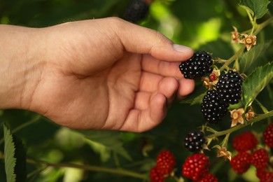 Woman picking ripe blackberries from bush outdoors, closeup