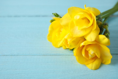 Photo of Beautiful fresh freesia flowers on color background, closeup. Space for text