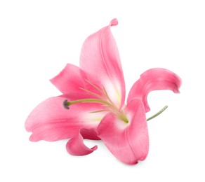 Beautiful pink lily flower isolated on white