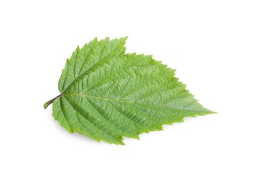 One fresh blackberry leaf isolated on white