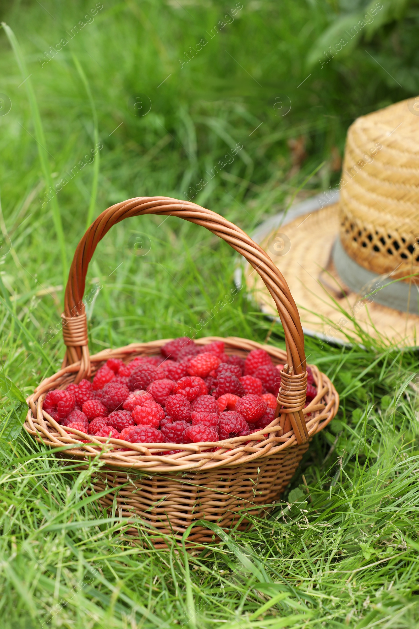 Photo of Wicker basket with ripe raspberries and straw hat on green grass outdoors