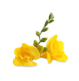 Photo of Beautiful yellow freesia flowers on white background