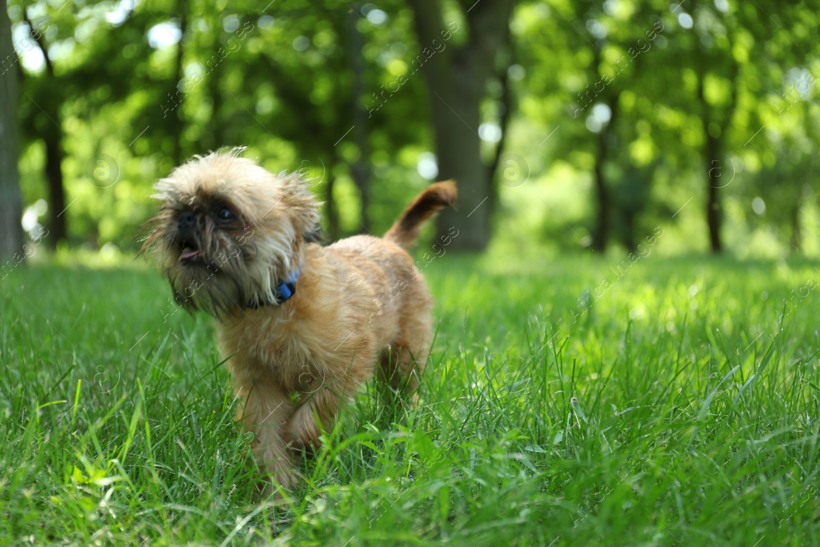 Photo of Cute fluffy dog on green grass in park. Space for text