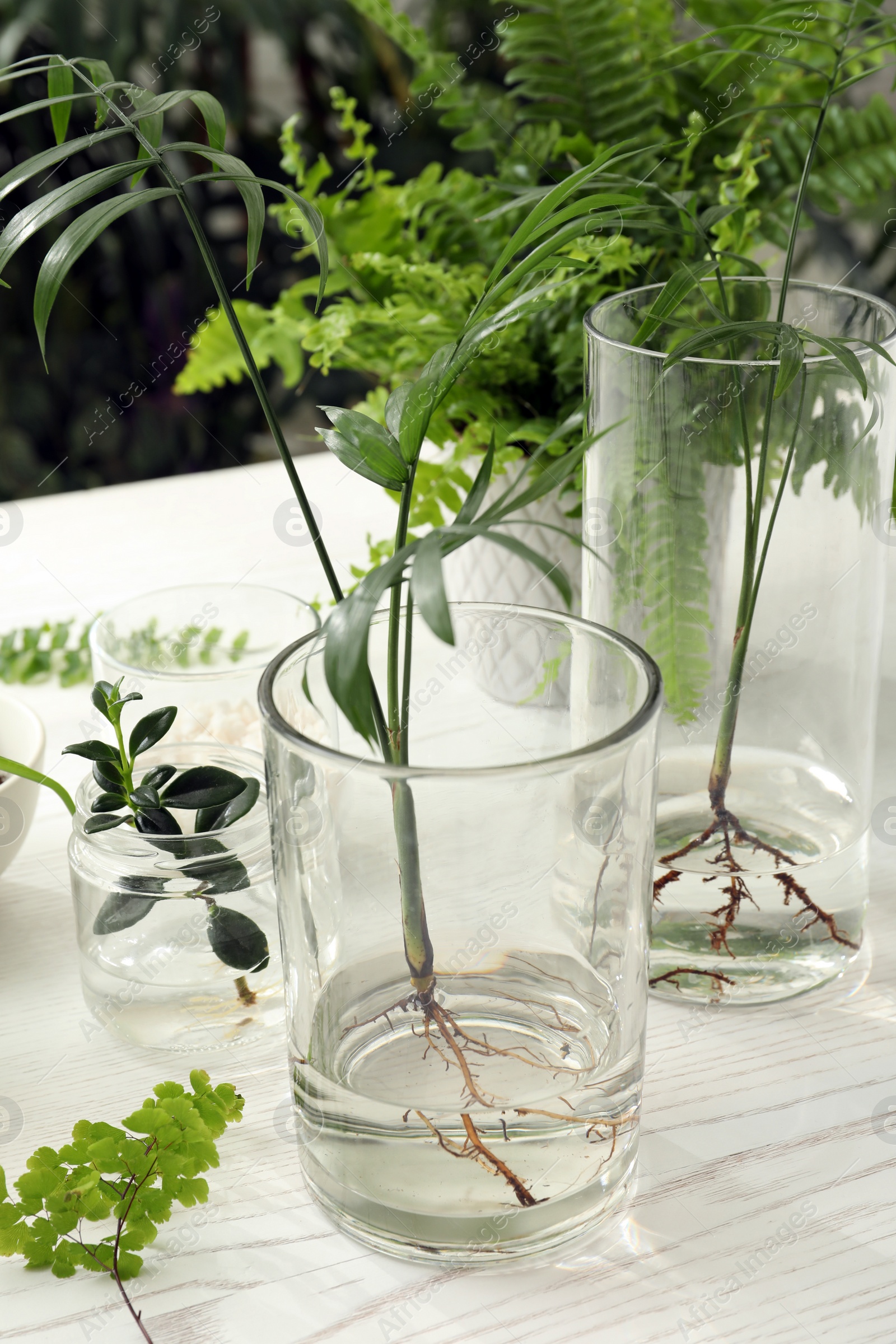 Photo of Different houseplant seedlings on white wooden table