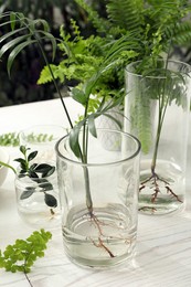 Photo of Different houseplant seedlings on white wooden table