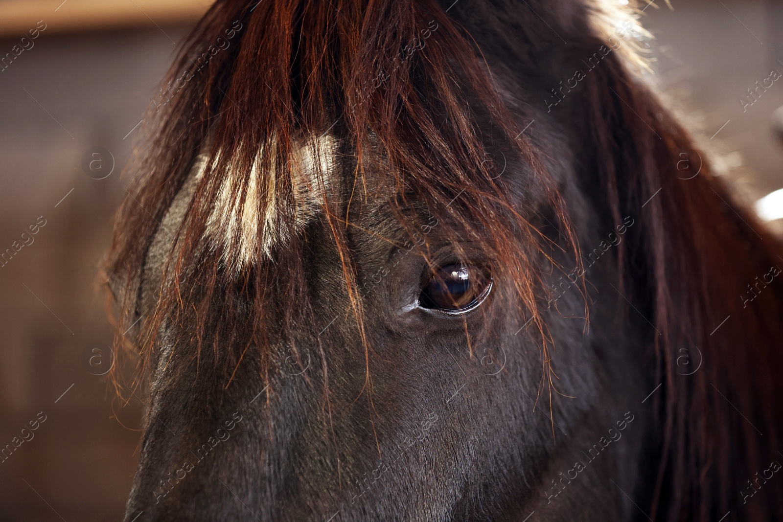 Photo of Adorable black horse on blurred background, closeup. Lovely domesticated pet