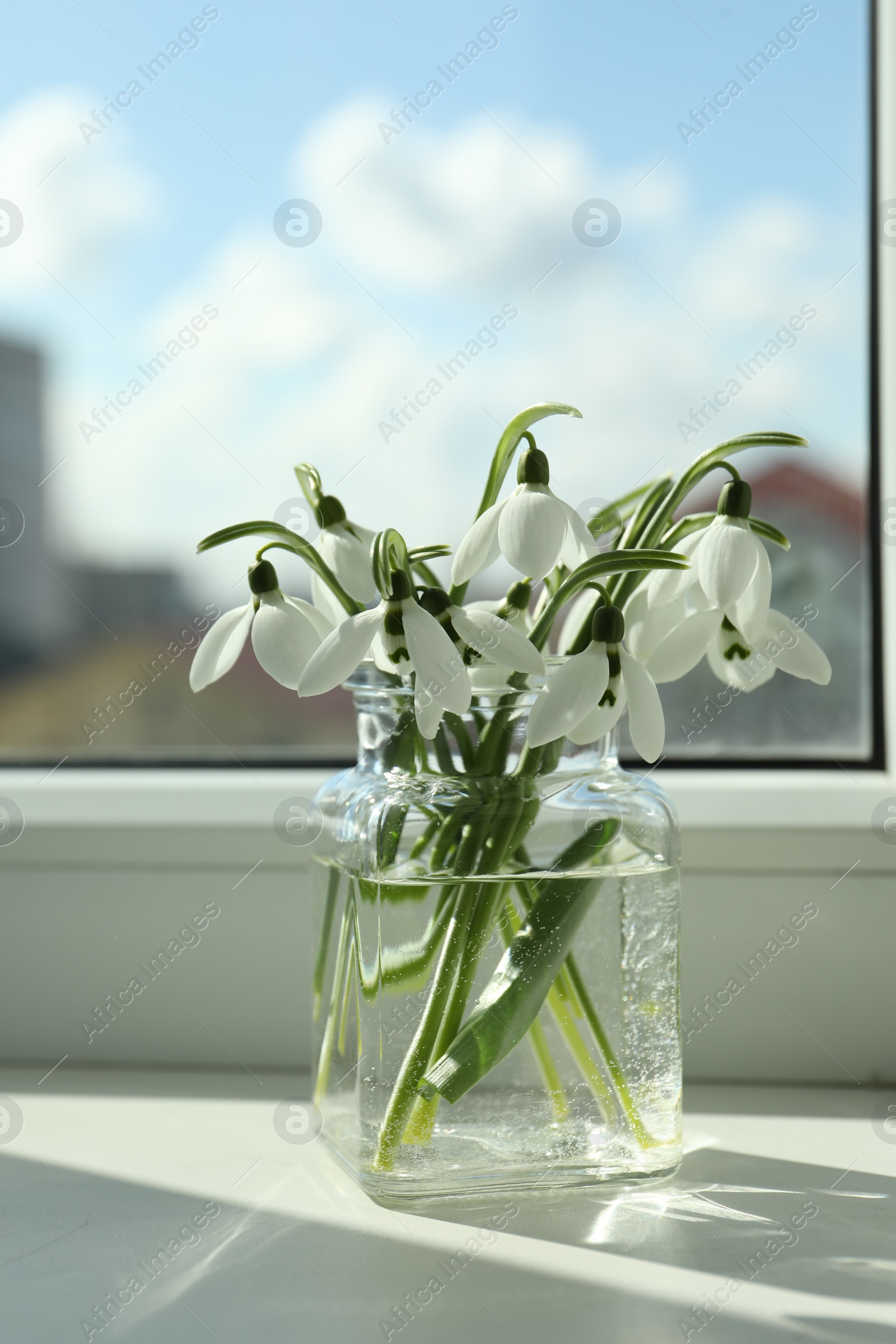 Photo of Beautiful snowdrop flowers in glass jar on windowsill