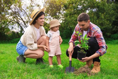 Family planting young tree together in garden