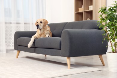 Photo of Cute fluffy Labrador Retriever laying on sofa at home. Space for text