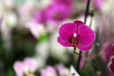 Beautiful blooming tropical orchid on blurred background, closeup. Space for text