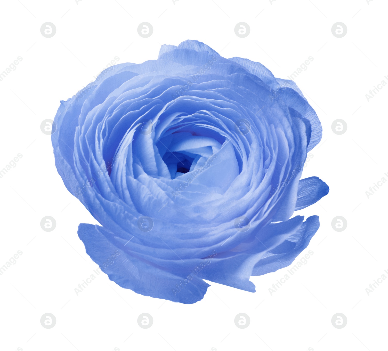 Image of Beautiful light blue ranunculus flower on white background