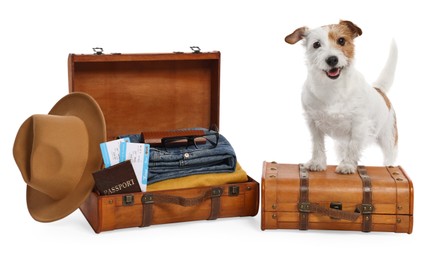 Travel with pet. Dog, clothes and suitcases on white background