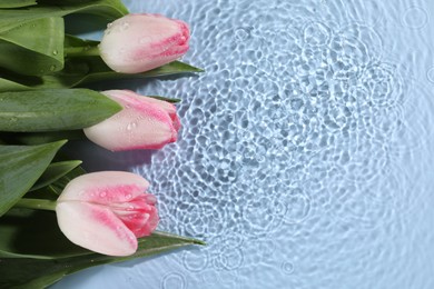 Photo of Beautiful tulips in water on light blue background, top view. Space for text