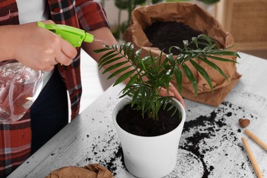 Photo of Woman spraying houseplant with water after transplanting at white table indoors, closeup
