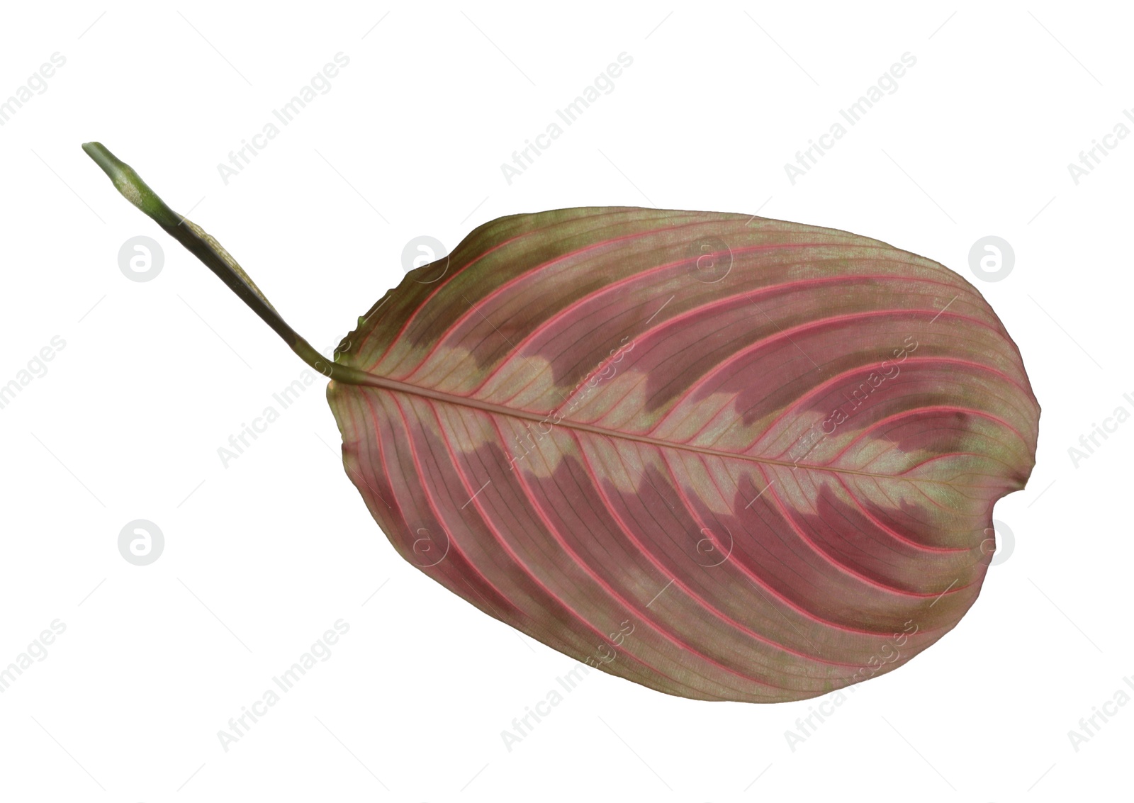 Photo of Leaf of tropical maranta plant on white background