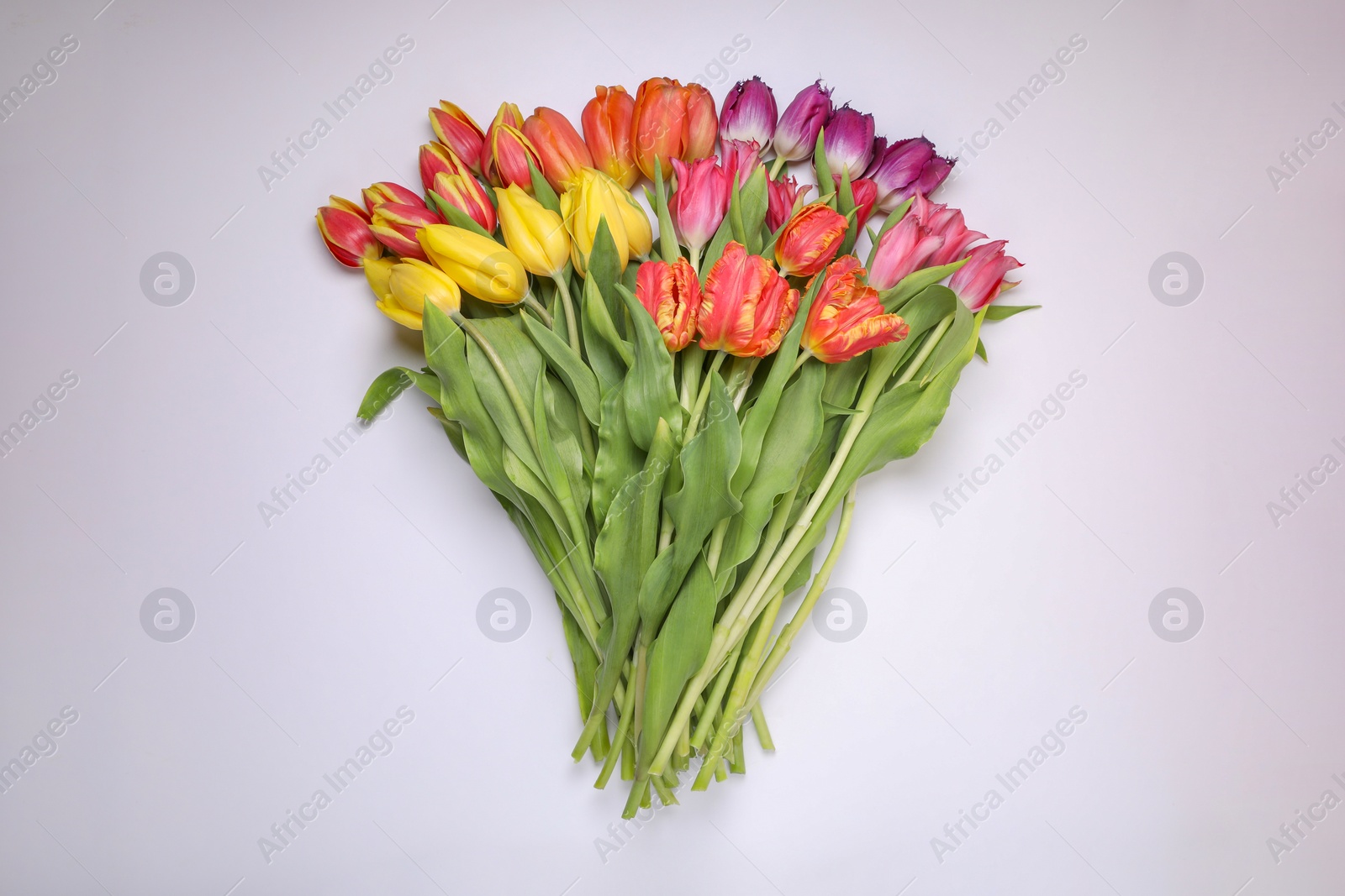 Photo of Beautiful colorful tulip flowers on white background, top view