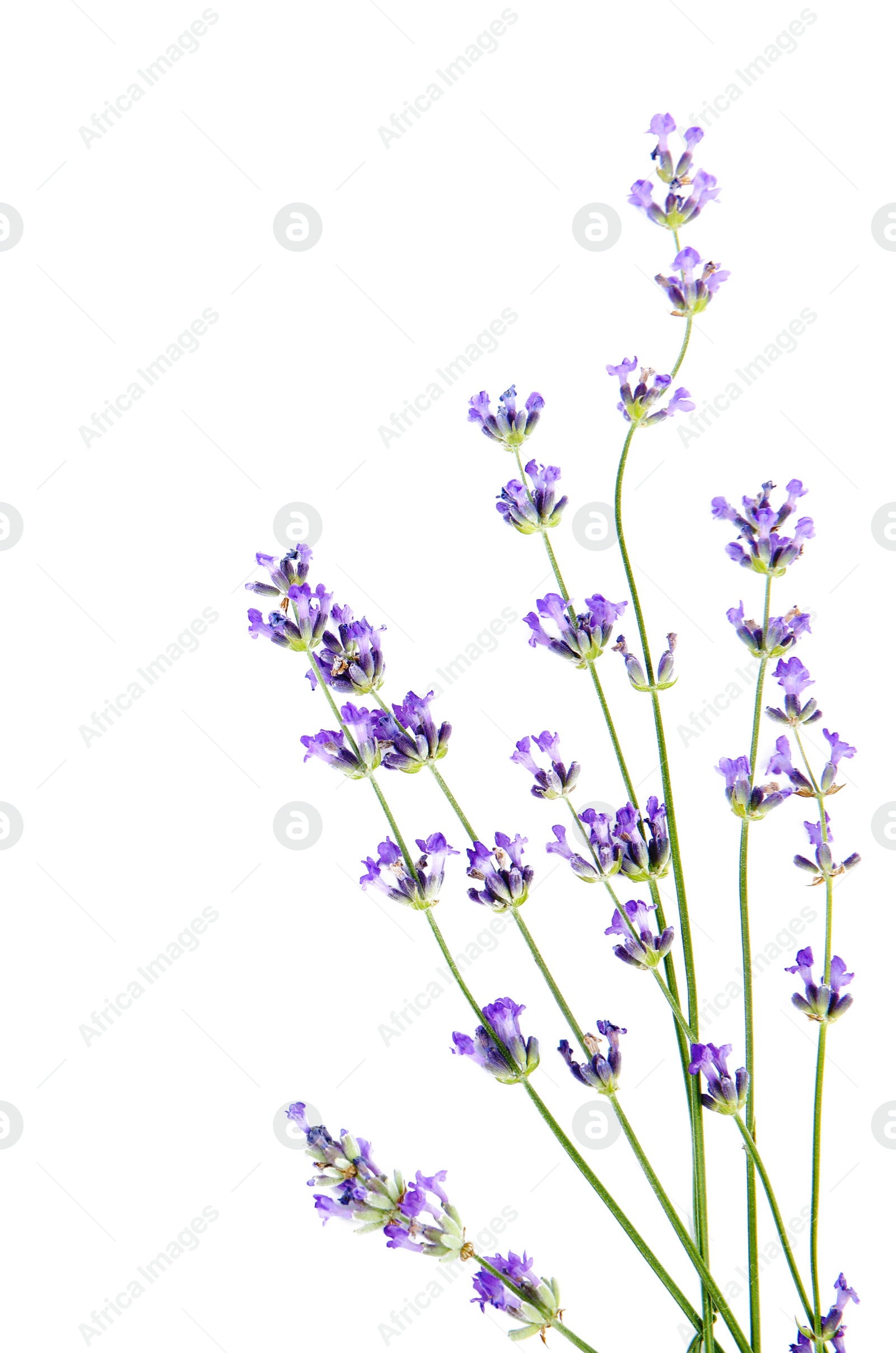 Photo of Beautiful tender lavender flowers on white background, top view