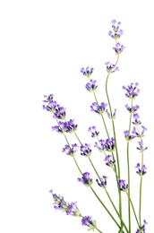 Beautiful tender lavender flowers on white background, top view