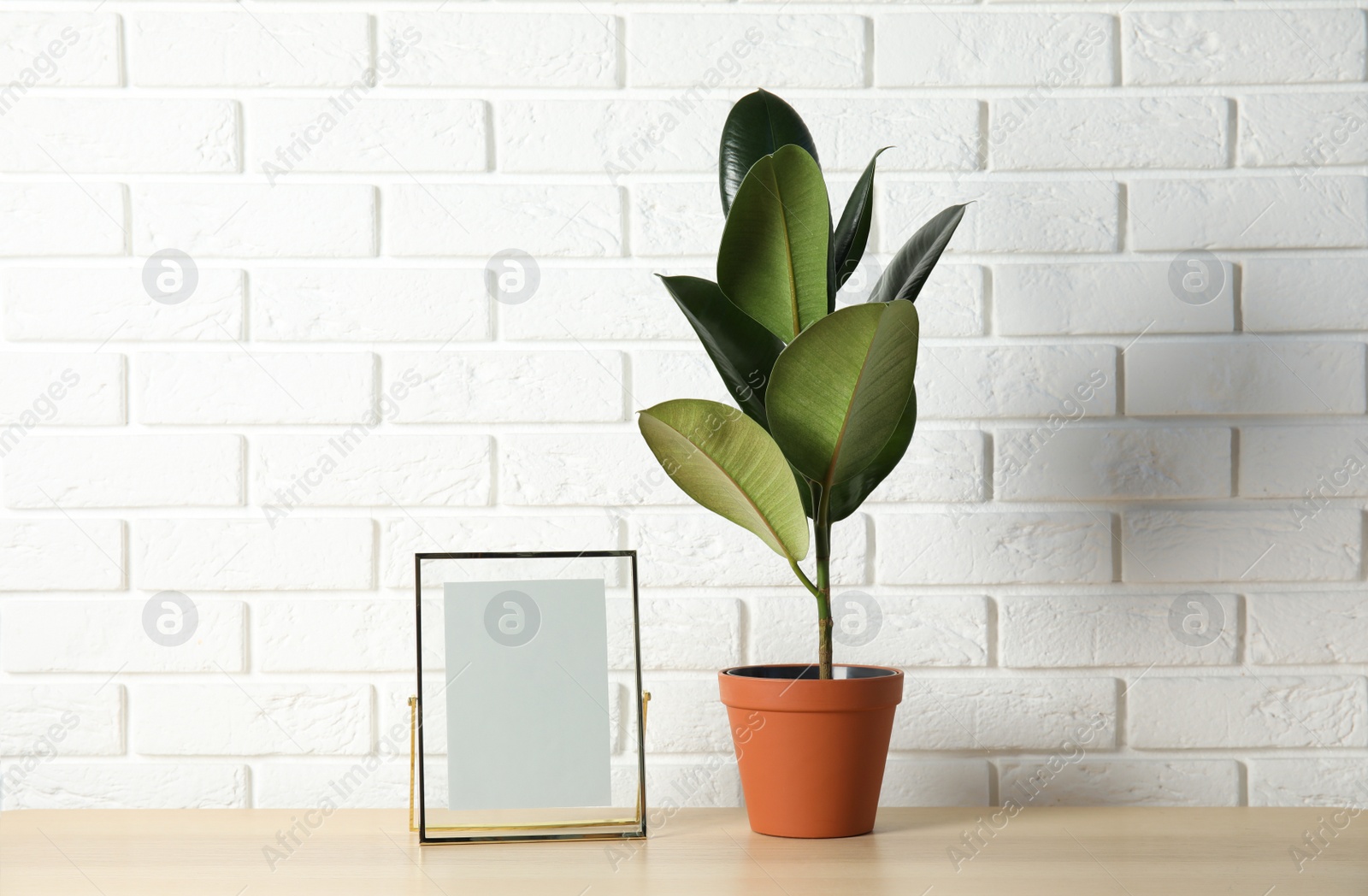 Photo of Rubber plant and photo frame on table near brick wall, space for design. Home decor