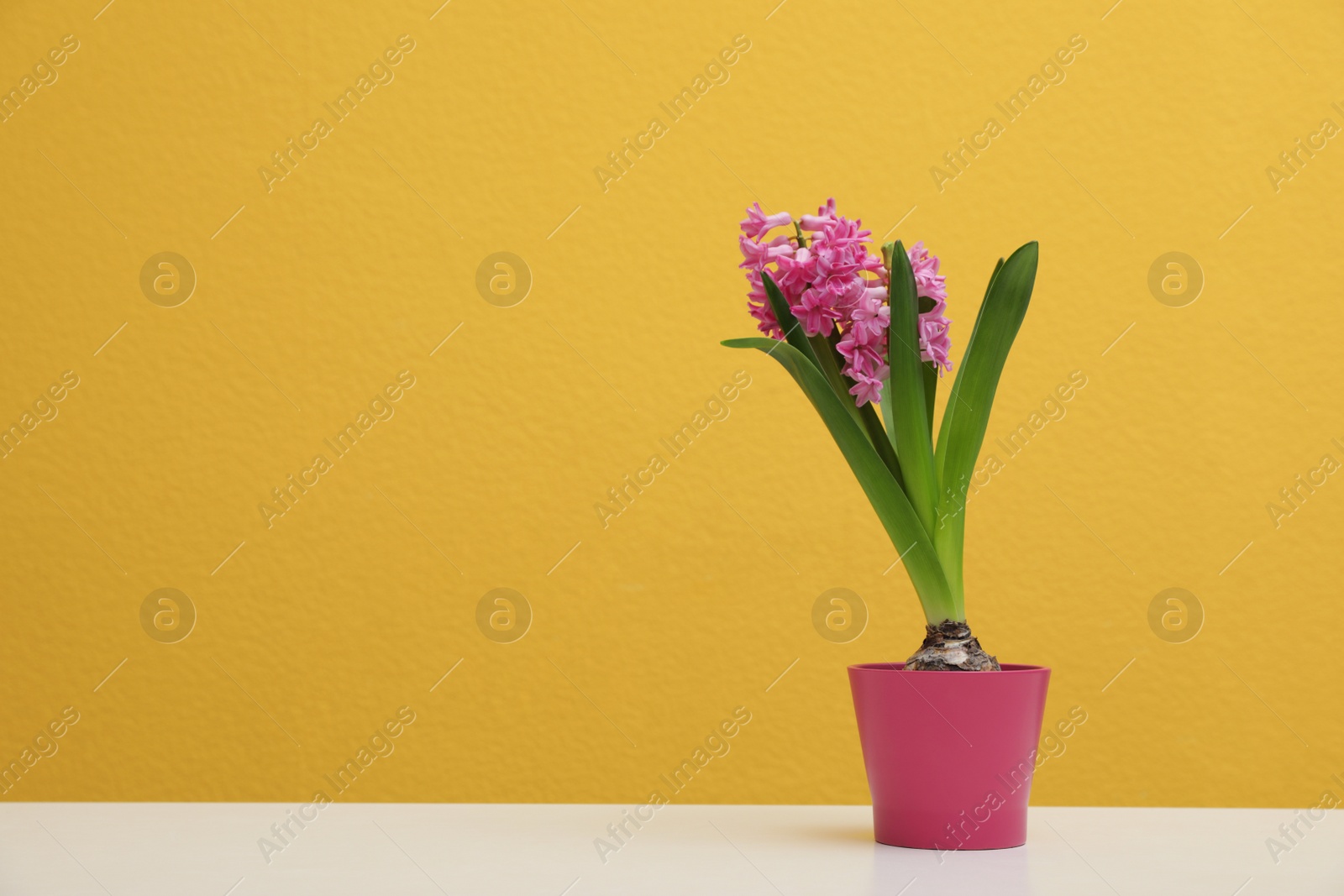 Photo of Beautiful hyacinth in pot on table against color background, space for text. Spring flower