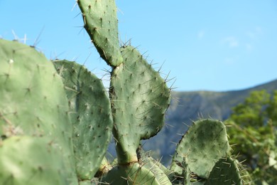 Photo of Beautiful view of cacti with thorns against blue sky and mountains, closeup