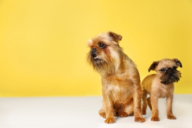 Studio portrait of funny Brussels Griffon dogs on color background. Space for text