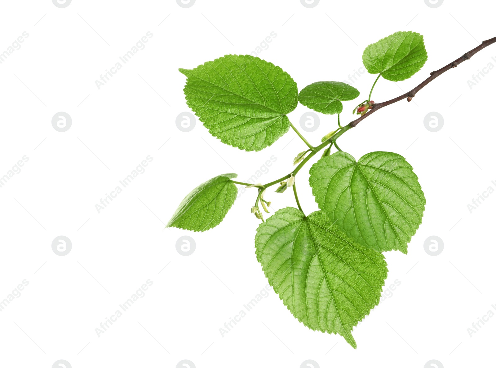 Photo of Branch with green leaves on white background