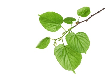 Photo of Branch with green leaves on white background