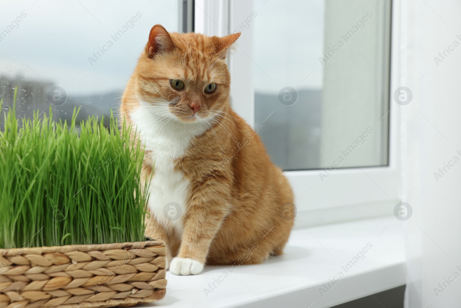 Photo of Cute ginger cat near green grass on windowsill indoors