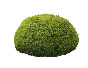 Beautifully trimmed green conifer shrub isolated on white