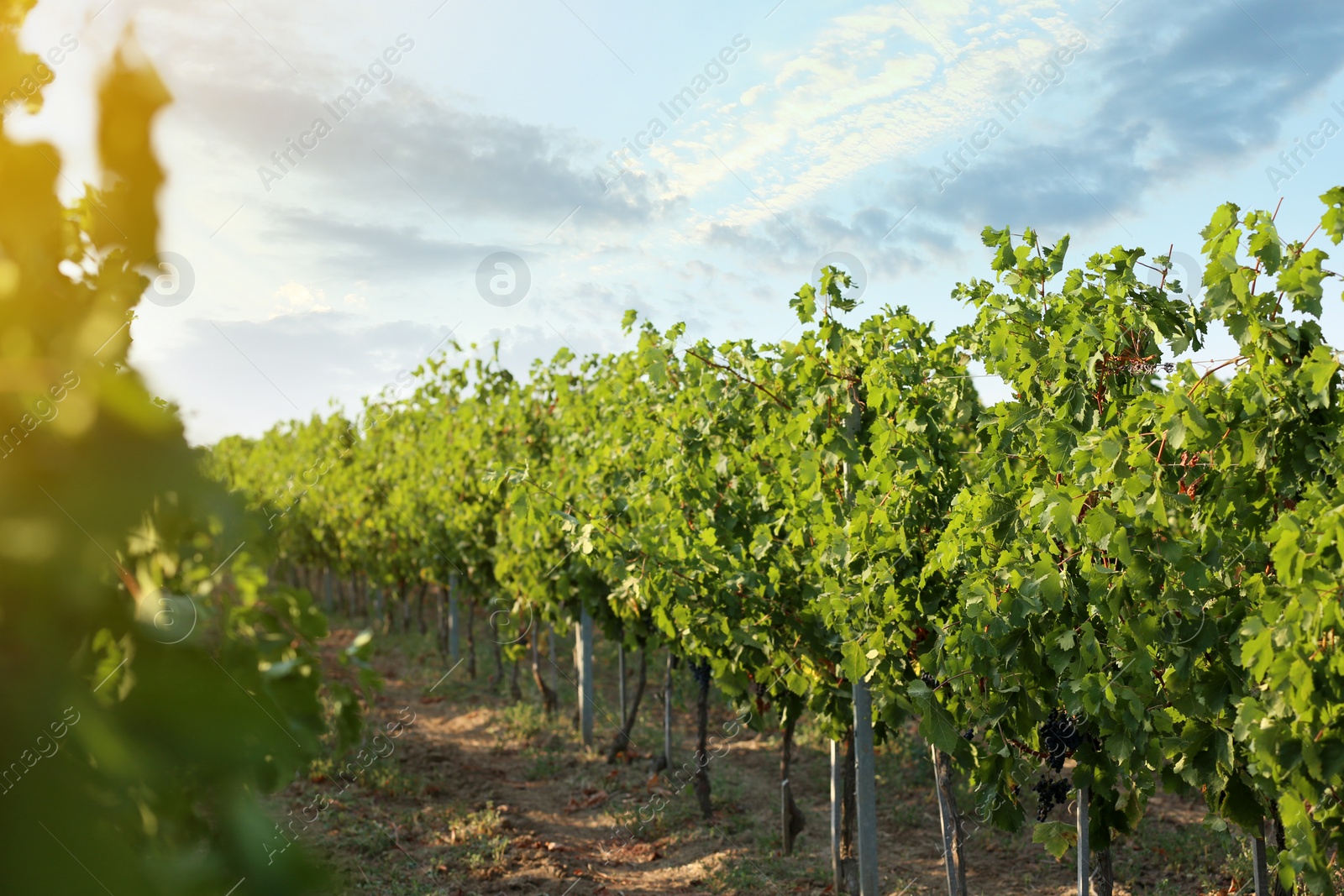 Photo of View of vineyard rows with fresh grapes on sunny day