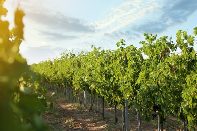View of vineyard rows with fresh grapes on sunny day