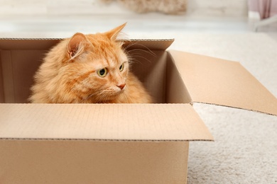 Photo of Adorable red cat in cardboard box indoors