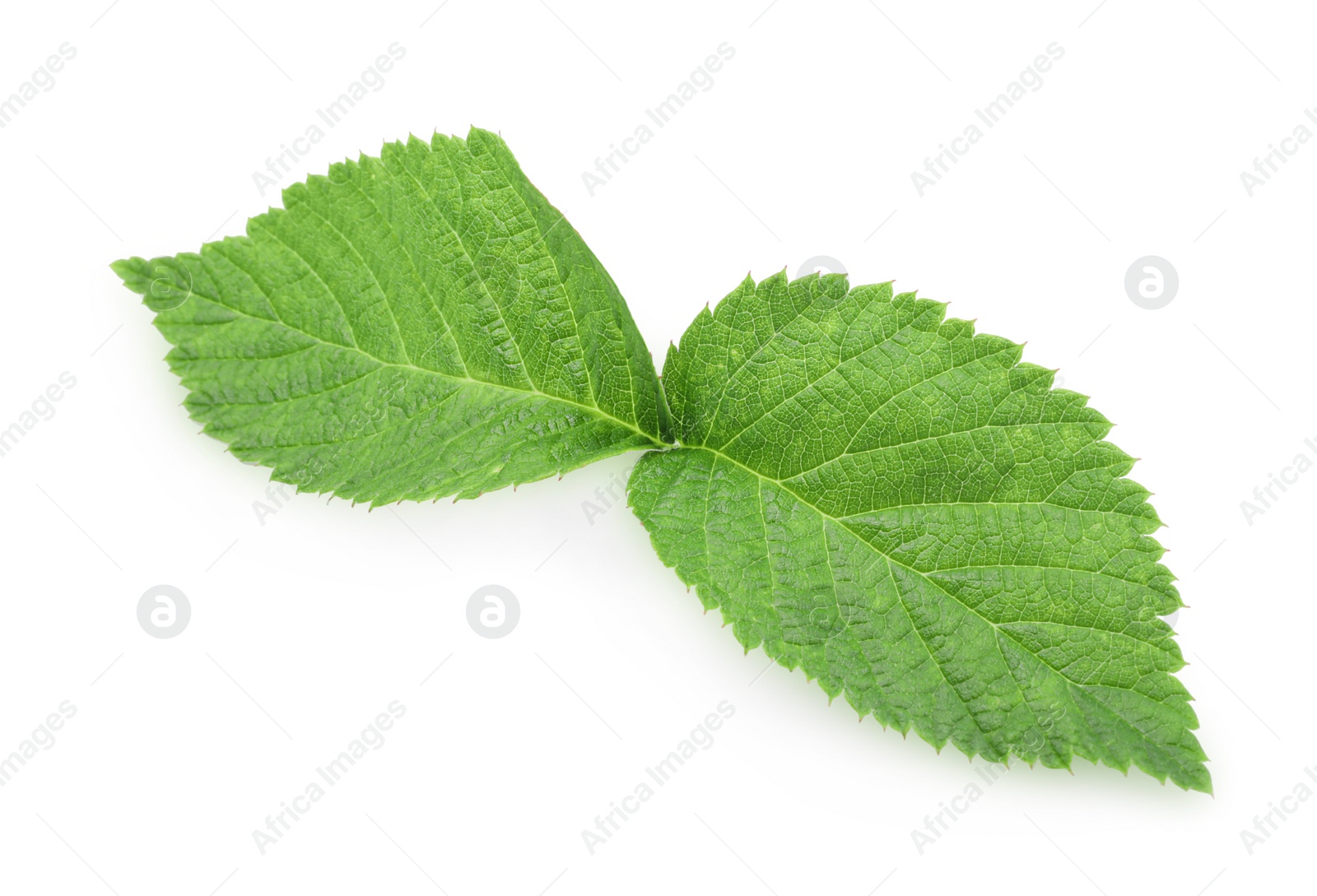 Photo of Fresh green raspberry leaves isolated on white