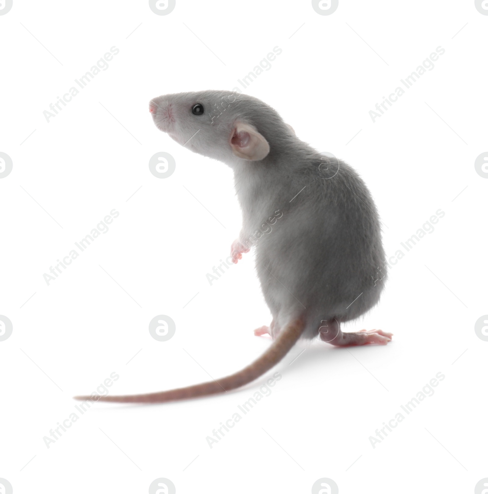 Photo of Small fluffy grey rat on white background