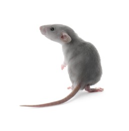 Photo of Small fluffy grey rat on white background