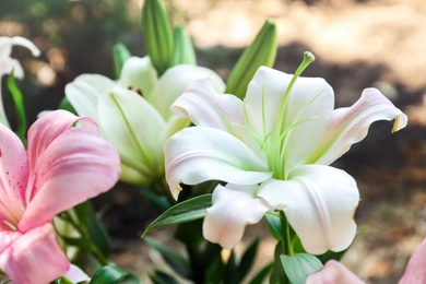 Beautiful blooming lily flowers in garden, closeup